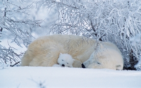 北极熊在加拿大沉睡 