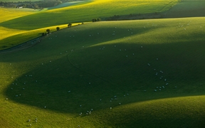 南唐斯国家公园的绵羊，东萨塞克斯郡，英国 