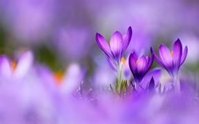 紫番红花 