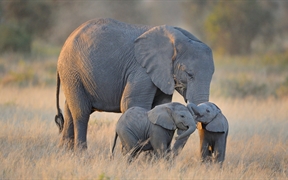 安博塞利国家公园的大象，肯尼亚 