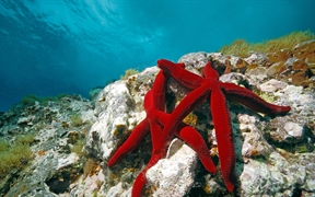 红海星, 地中海 