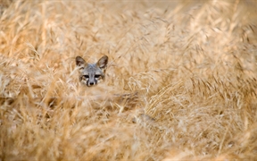 岛屿灰狐，海峡群岛国家公园，美国加利福尼亚州 