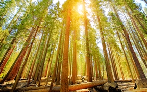 优胜美地国家公园的马里波萨谷巨杉林，美国加利福尼亚州 