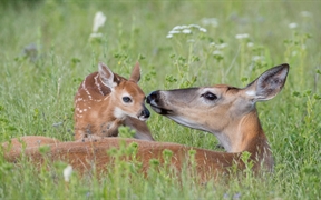 白尾鹿母鹿和刚出生的小鹿，美国蒙大拿州 