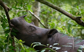 苏门答腊犀牛，韦卡巴斯国家公园，印度尼西亚 
