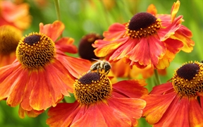 谢菲尔德的欧洲蜜蜂, 英格兰 