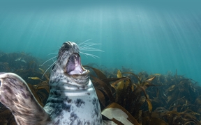 海豹幼崽，伦迪岛，英国 