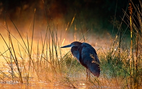 巨鹭，克鲁格国家公园，南非 