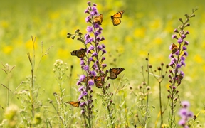 帝王蝶在野花中取食 