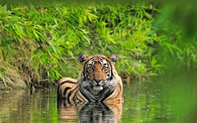 孟加拉虎，兰坦波尔国家公园，印度 