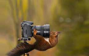 看着相机镜头的松鼠 