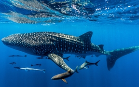 鲸鲨，宁加洛珊瑚礁，西澳大利亚 
