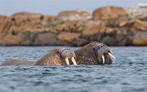斯瓦尔巴群岛海上的一对海象，挪威 