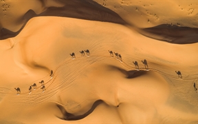 沙漠中的骆驼，阿拉伯联合酋长国 