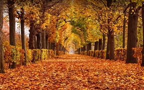 美泉宫公园的秋叶，维也纳，奥地利 
