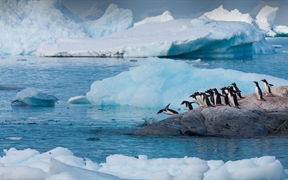 巴布亚企鹅，南极洲 
