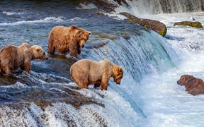 灰熊在卡特迈国家公园布鲁克斯瀑布捕捞鲑鱼，阿拉斯加州，美国 