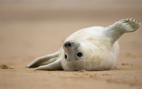 英国诺福克海滩上的灰海豹幼崽 