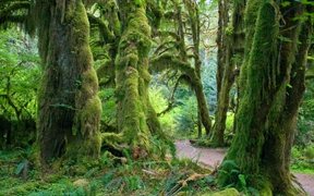 奥林匹克国家公园霍河雨林中的苔藓大厅 ，华盛顿州，美国 