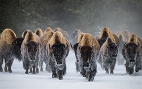 美洲野牛，黄石国家公园，怀俄明州，美国 