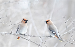 波西米亚太平鸟栖息在树枝上，加拿大 