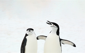 帽带企鹅，南桑威奇群岛，南大西洋 