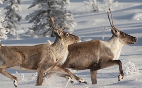 驯鹿在雪中奔跑，阿拉斯加，美国 