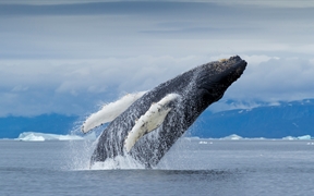 座头鲸，迪斯科湾，格陵兰 