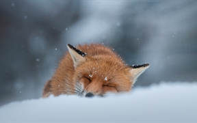 睡在雪地里的赤狐，阿布鲁佐，意大利 