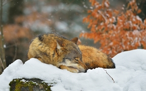巴伐利亚森林国家公园里睡觉的狼，德国 