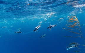 马可罗尼企鹅，德雷克海峡，智利 
