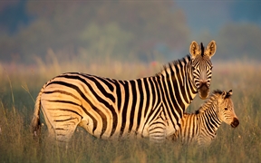 布氏斑马妈妈和小马驹，里特弗雷自然保护区，南非 
