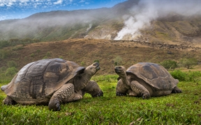 阿尔塞多火山象龟, 伊莎贝拉岛, 加拉帕戈斯群岛，厄瓜多尔 