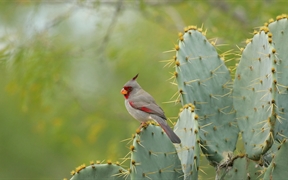 一只雌性灰额主红雀栖息在德克萨斯州一株多刺仙人掌上，美国 