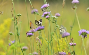 德国草地上的蝴蝶 