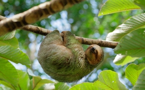 睡在号角树上的褐喉树懒，哥斯达黎加 