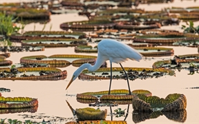 潘塔纳尔湿地的大白鹭，巴西 