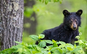 春天的美洲黑熊幼崽，仙纳度国家公园，弗吉尼亚州，美国 