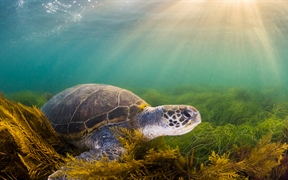 绿海龟，圣地亚哥，加利福尼亚，美国 