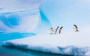 南极洲冰山上的阿德利企鹅 