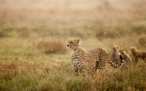 清晨雨中的猎豹，恩杜图平原，恩戈罗恩戈罗保护区，坦桑尼亚 