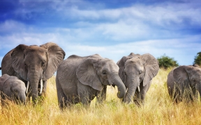塔兰吉雷国家公园的非洲象家族，坦桑尼亚 