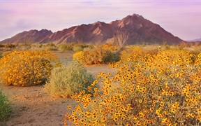 春天盛开的沙漠毒菊，索诺拉沙漠，亚利桑那州 