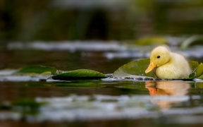 一只小鸭子在水草地上游泳，萨福克郡，英国 